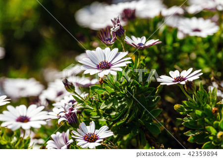 clump of hardy African daisy, Osteospermum plants clump of hardy African daisy, Osteospermum plants 42359894