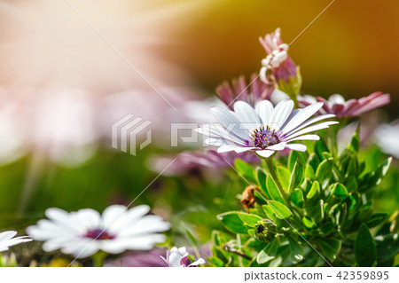 clump of hardy African daisy, Osteospermum plants clump of hardy African daisy, Osteospermum plants 42359895