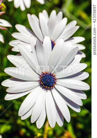 clump of hardy African daisy, Osteospermum plants clump of hardy African daisy, Osteospermum plants 42359897