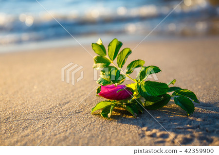 pink flower on the beach at sunset pink flower on the beach at sunset 42359900