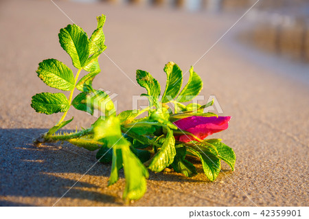 pink flower on the beach at sunset 42359901