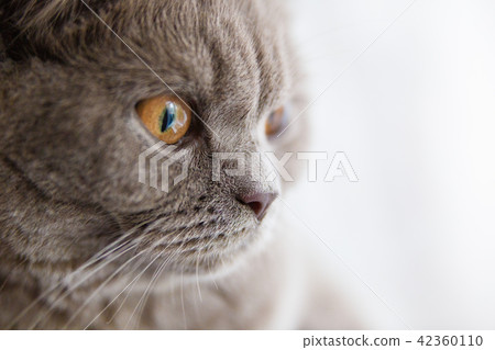Lovely British cat face looking into window macro 42360110