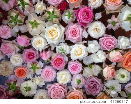 玫瑰足浴 42360847