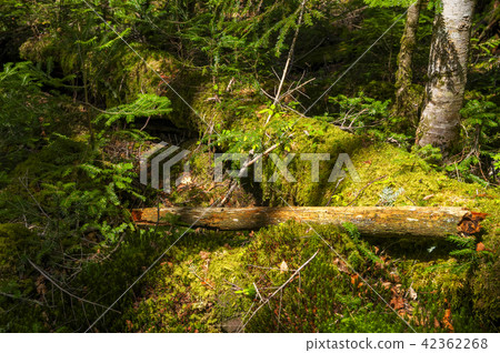 Moss forest 42362268