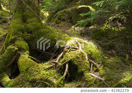 苔蘚森林 苔蘚森林 42362279