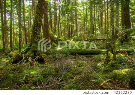 苔蘚森林 苔蘚森林 42362280