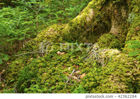 苔蘚森林 苔蘚森林 42362284