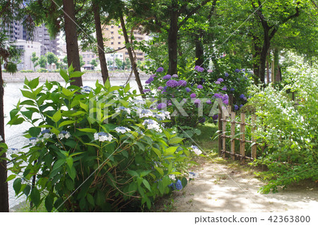 繡球花在景區的風景 繡球花在景區的風景 42363800