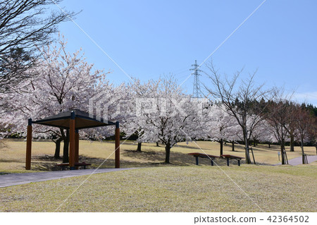 Daejoji Hill Park Sakura Daejoji Hill Park Sakura 42364502
