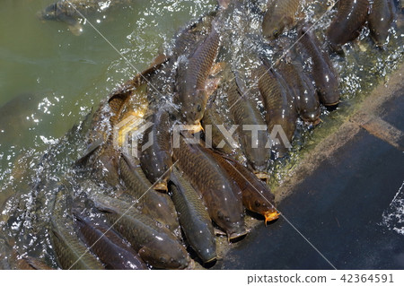 鯉魚部落 42364591