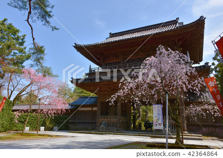 Amantokuin Yamanon和Sakura Amantokuin Yamanon和Sakura 42364864