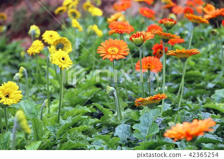 Gerbera flowers blossoms in the garden 42365254