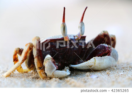 Horned ghost crab at the beach Horned ghost crab at the beach 42365265