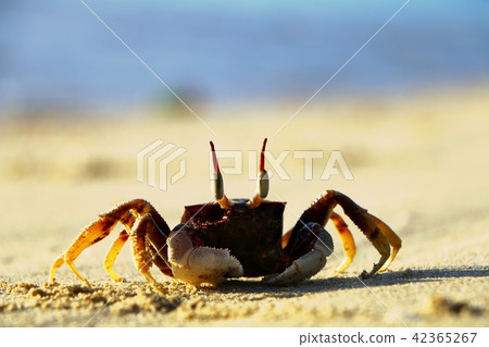 Horned ghost crab at the beach Horned ghost crab at the beach 42365267