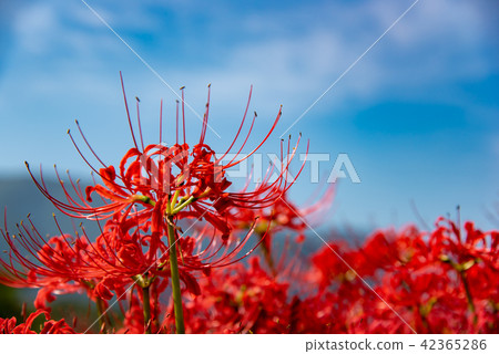 Higanbana花銀行的Amanohana盛開的 42365286