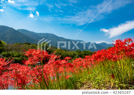 Higanbana花銀行的Amanohana盛開的 42365287