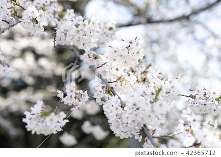 Yoshino cherry tree Yoshino cherry tree 42365712