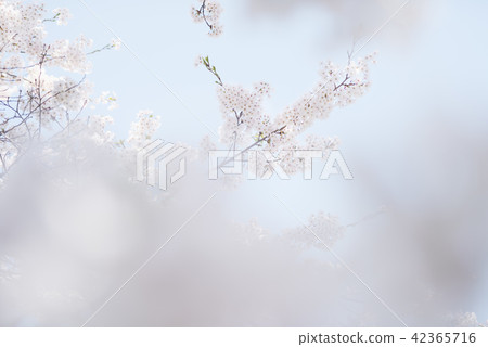 吉野櫻花樹（空袋+前模糊） 42365716