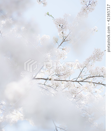 吉野櫻花樹（空袋+前模糊） 42365717