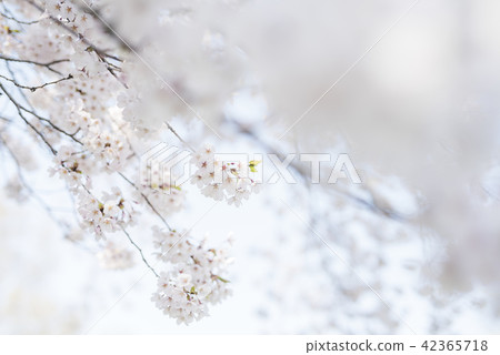 吉野櫻花樹（空袋+前模糊） 42365718