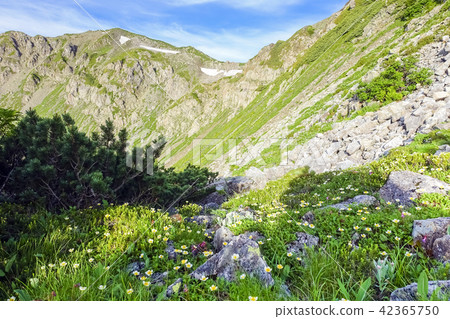 Flower blooming in Kitazawa curl 2 42365750
