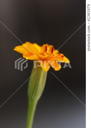 漂亮的花/萬壽菊3 42365979