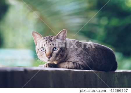 Cat on the house wall looking at camera 42366367
