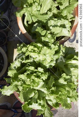 growing vegetable at front or back yard 42366968