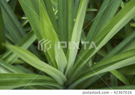 pandan leaf pandan leaf 42367016