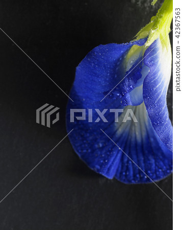 blue pea flower blue pea flower 42367563