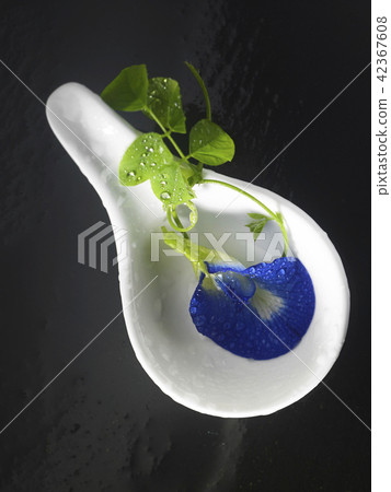 blue pea flower blue pea flower 42367608