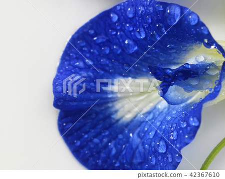 blue pea flower blue pea flower 42367610