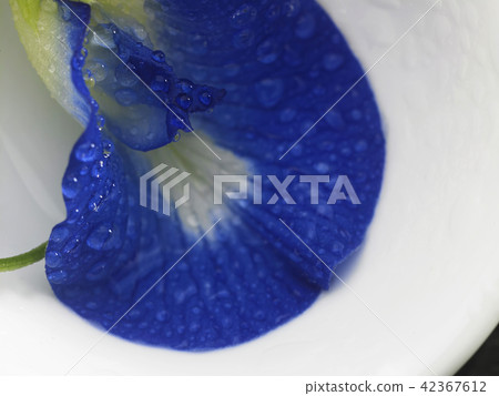 blue pea flower blue pea flower 42367612