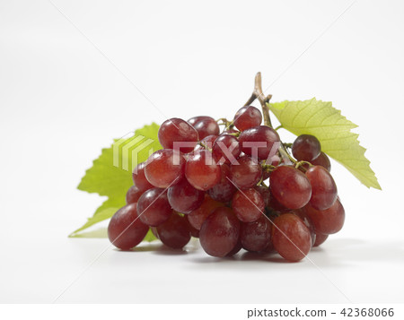 grape grape 42368066