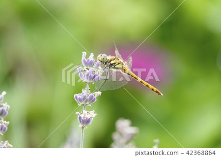 薰衣草和蜻蜓 42368864