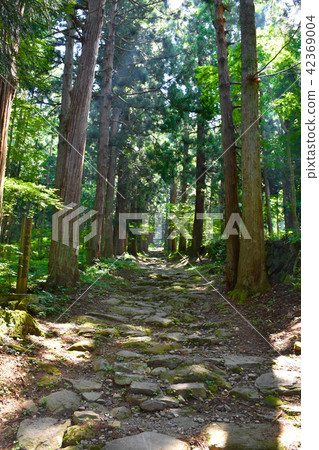Kosuge Shrine Okusha雪松樹 Kosuge Shrine Okusha雪松樹 42369004