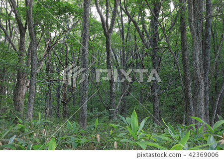 Summer cone forest - Palace Marsh Fukushima ken Minamiaizu cho Summer cone forest - Palace Marsh Fukushima ken Minamiaizu cho 42369006