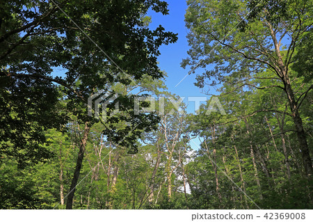 清爽的夏季森林 -  Miyaba Marshland Fukushima ken Minamiaizu cho 42369008