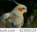 Cockatiel · Yuzu 42369124