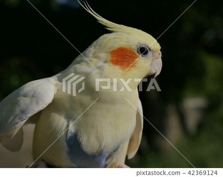 Cockatiel · Yuzu Cockatiel · Yuzu 42369124