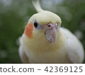 Cockatiel · Yuzu 42369125