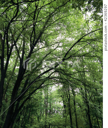 Green Arch Green Arch 42369297