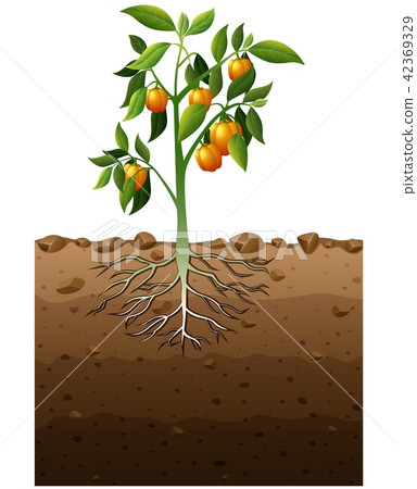 Vector illustration of Orange capsicum plant 42369329
