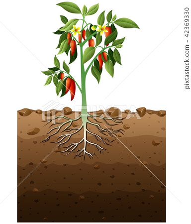 Vector illustration of Cayenne plant with root Vector illustration of Cayenne plant with root 42369330