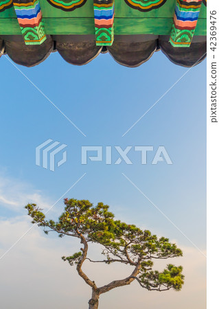 杉樹和藍天在宮殿 42369476