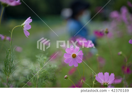 Fall cherry blossoms viewing 42370189