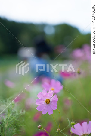 Fall cherry blossoms viewing 42370190