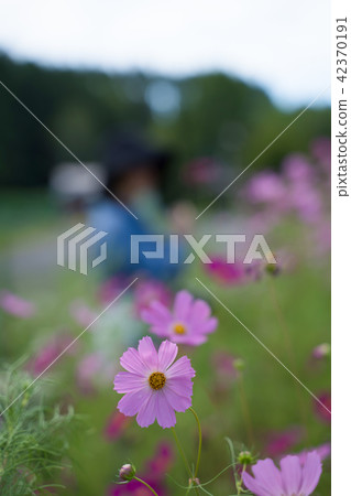 Fall cherry blossoms viewing 42370191