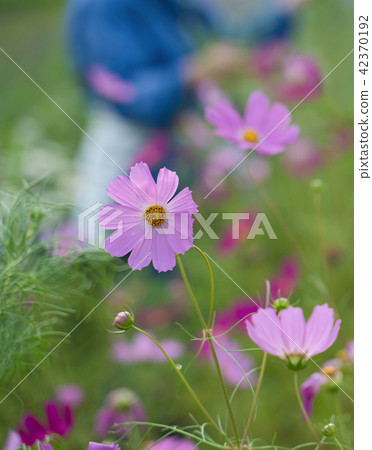 Fall cherry blossoms viewing 42370192