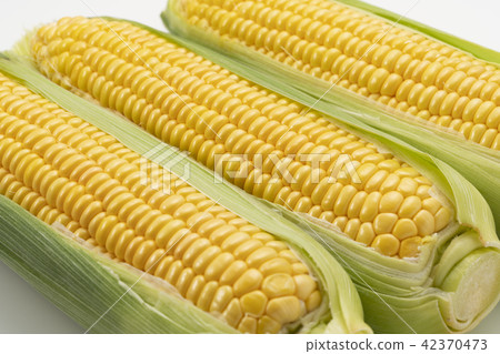 corn corn 42370473